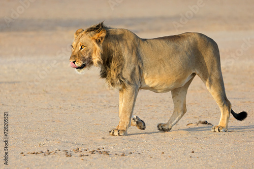 Young male African lion (Panthera leo) walking, Kalahari desert, South Africa. © EcoView