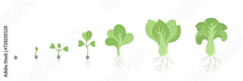 Bok choy plant growth stages. Chinese cabbage. Growing cycle. Harvest progression. Vector illustration.
