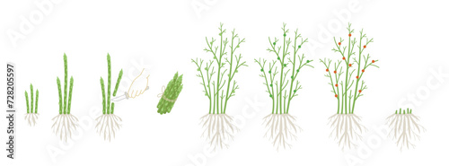 Asparagus plant growth stages. Growing cycle. Harvest progression. Vector illustration. photo