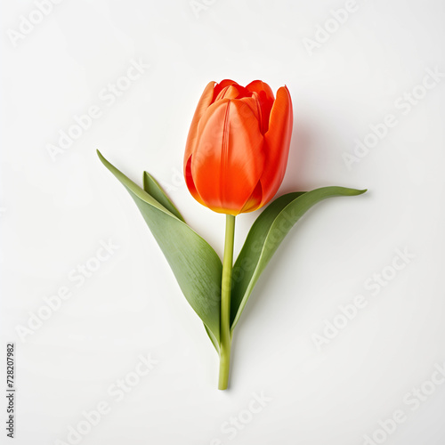 Elegance in Bloom, Tulip on White