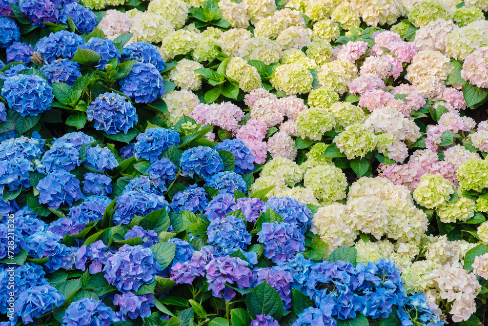 Hydrangea macrophylla (Hortensia group) flowers field blooming in natural garden background Hydrangea macrophylla (Hortensia group) flowers field blooming in natural garden background