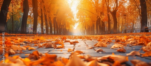 an Empty Street and Pavement During the Beautiful Autumn Fall