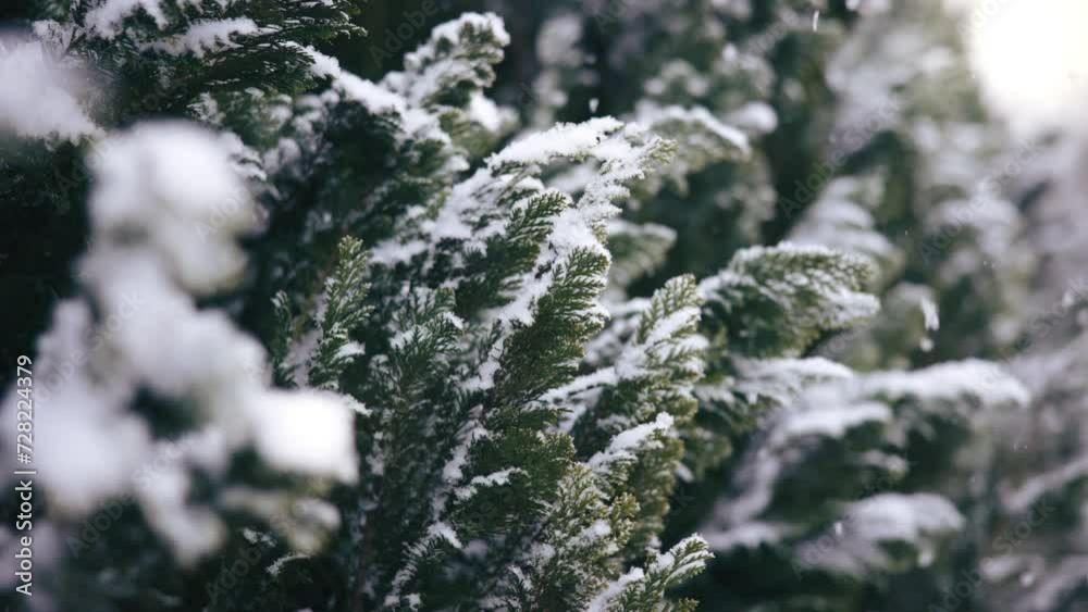 Snowing on pine tree during sunset Snowing on pine tree during sunset