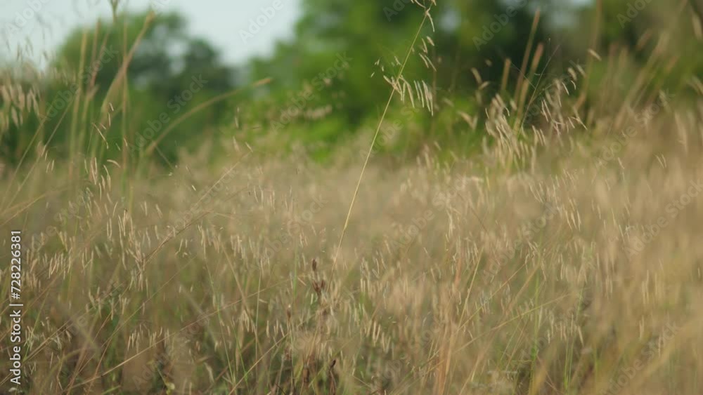 Golden hour sunlight on wild grass field, soft focus, tranquil nature scene, shallow depth of field Golden hour sunlight on wild grass field, soft focus, tranquil nature scene, shallow depth of field