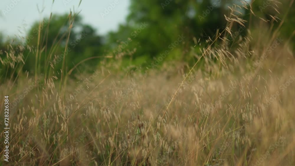 Golden hour sunlight casting a warm glow on a serene field of wild grass, with a gentle breeze swaying the blades, shallow depth of field Golden hour sunlight casting a warm glow on a serene field of wild grass, with a gentle breeze swaying the blades, shallow depth of field
