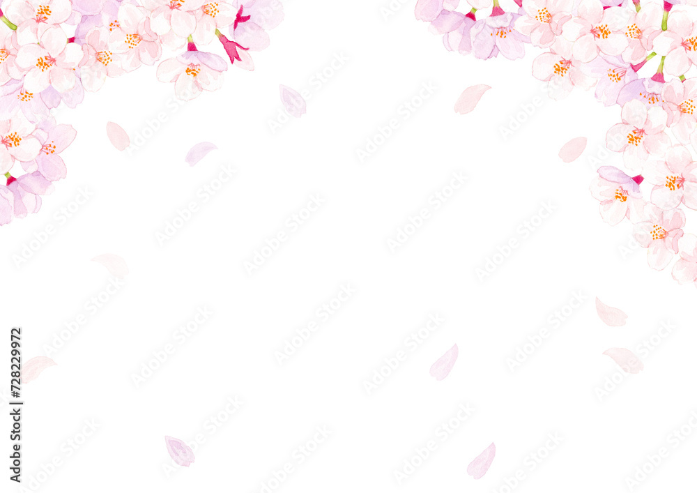 桜　水彩背景イラスト　