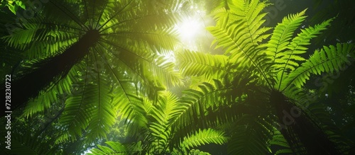 Sunlit Rainforest with Lush Ferns: A Mesmerizing Sunlit Rainforest Canopy with Vibrant Ferns Underneath © TheWaterMeloonProjec