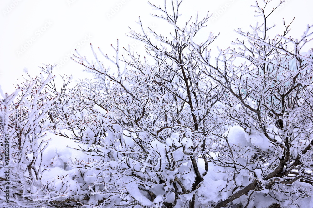 Japanese Winter Scene at Zao Zaoonsen Yamagata in the northeastern region of 
Japan

