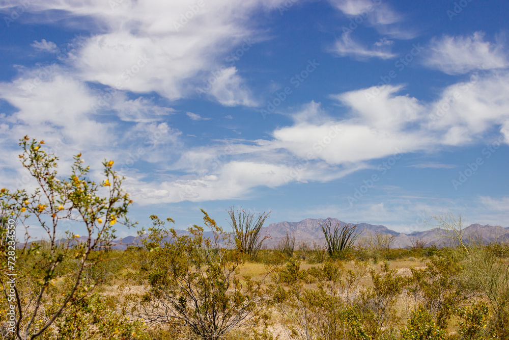 Desert in Arizona with green bushes and cacti on a sunny day with blue sky and white clouds. Nature near Phoenix, Arizona, USA Desert in Arizona with green bushes and cacti on a sunny day with blue sky and white clouds. Nature near Phoenix, Arizona, USA