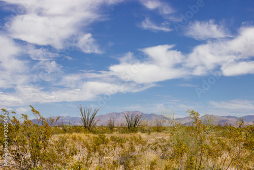  Desert in Arizona with green bushes and cacti on a sunny day with blue sky and white clouds. Nature near Phoenix, Arizona, USA