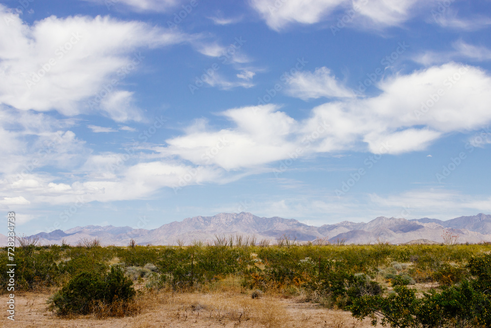 Desert in Arizona with green bushes and cacti on a sunny day with blue sky and white clouds. Nature near Phoenix, Arizona, USA