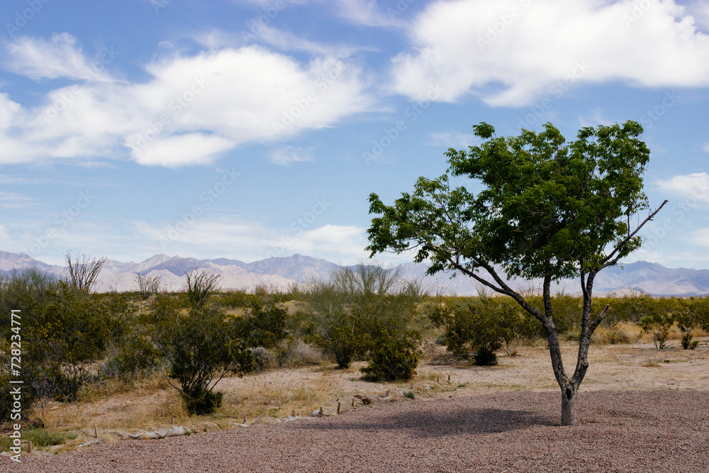 Desert in Arizona with green bushes and cacti on a sunny day with blue sky and white clouds. Nature near Phoenix, Arizona, USA