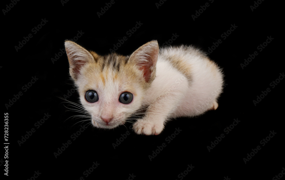 Cute baby kitty isolated on black  background