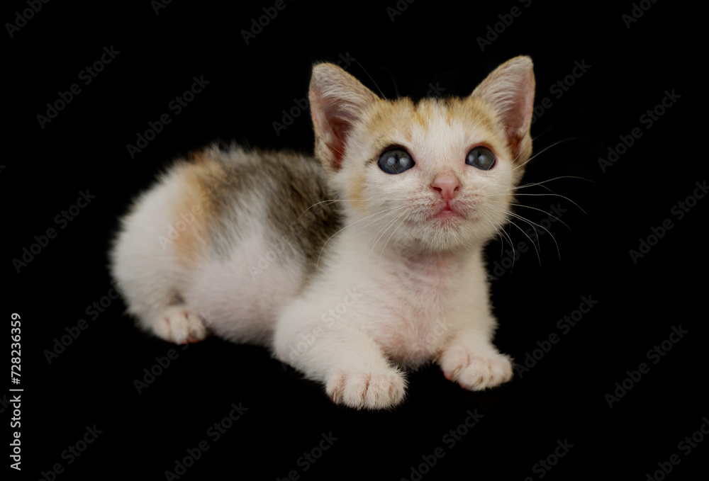 Cute baby kitty isolated on black  background