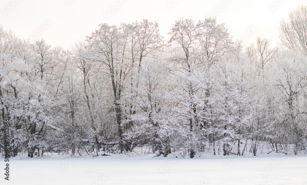 Snow-covered trees, winter landscape. Trees Natural background. Snow-covered trees, winter landscape. Trees Natural background.