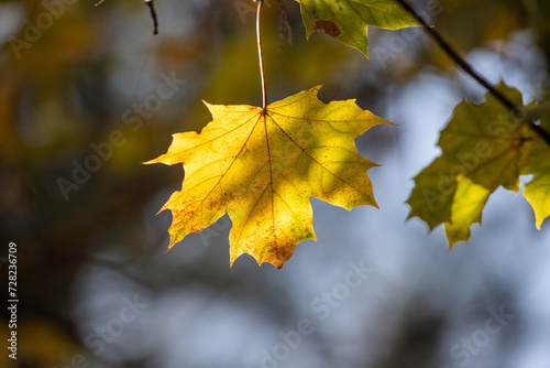 Yellow autumn leaves close-up against the sky, autumn landscape