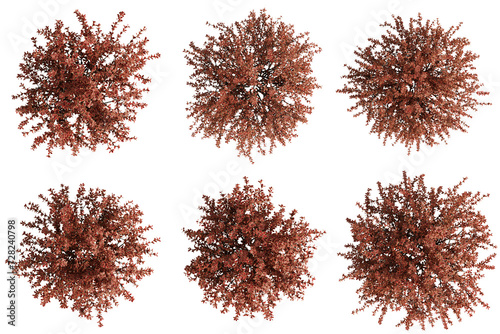 Top view berberis thunbergii tree isolate transparent background.3d rendering PNG