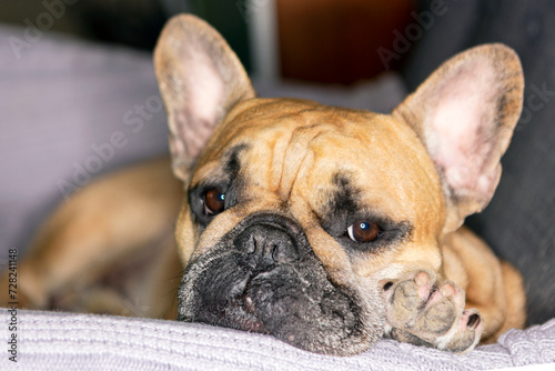 French bulldog lying in an armchair watching TV © Andrey