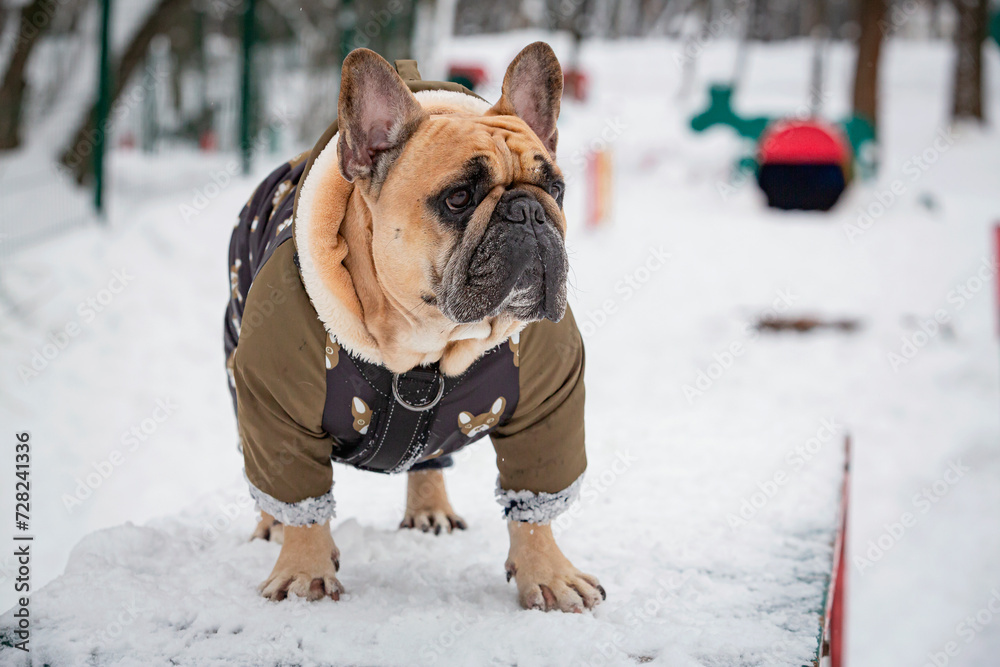 French bulldog walks in the snow in the park in winter