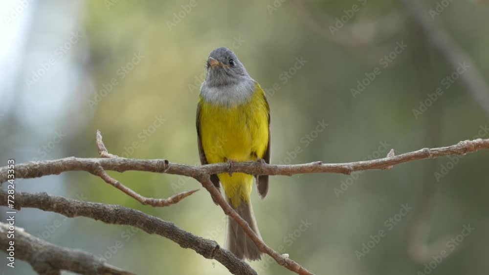 A Greyheaded canary flycatcher perched on a branch in a tree. A Greyheaded canary flycatcher perched on a branch in a tree.