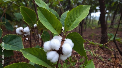 cotton, photo