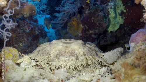 Underwater coral reef with colorful tropical fish and Carpet shark - Wobbegong (Orectolobidae). Beautiful living coral gardens and lots of fish swim and feed in the clear transparent blue sea. photo