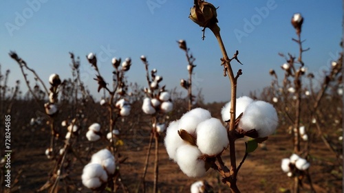 cotton buds in the field
