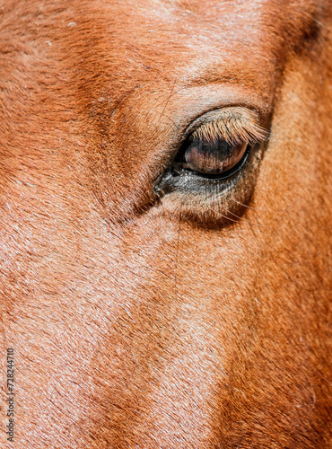 Brown Horse Face © JuanFernandoVelez