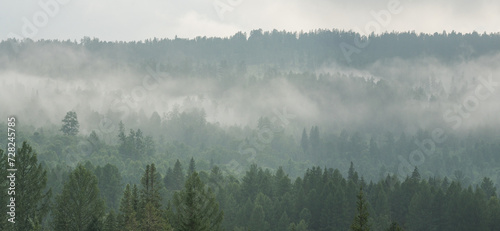 Mountain taiga, a wild place in Siberia. Coniferous forest, morning fog, panoramic view. 