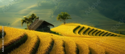 Capture of Stunning Rice Barn Surrounded by Golden Rice Fields photo