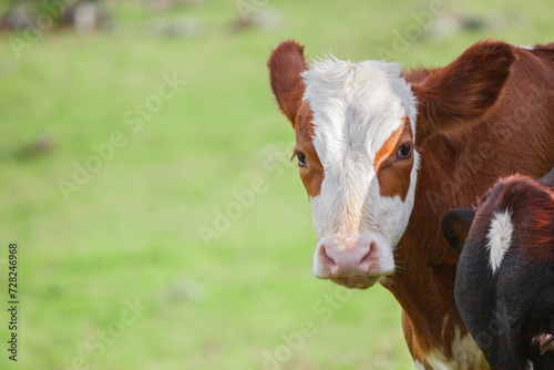 Brown Calf Zebu Cow standing on prairie