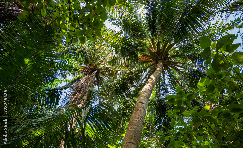 Palm trees in a dense green forest. Palm trees in a dense green forest.
