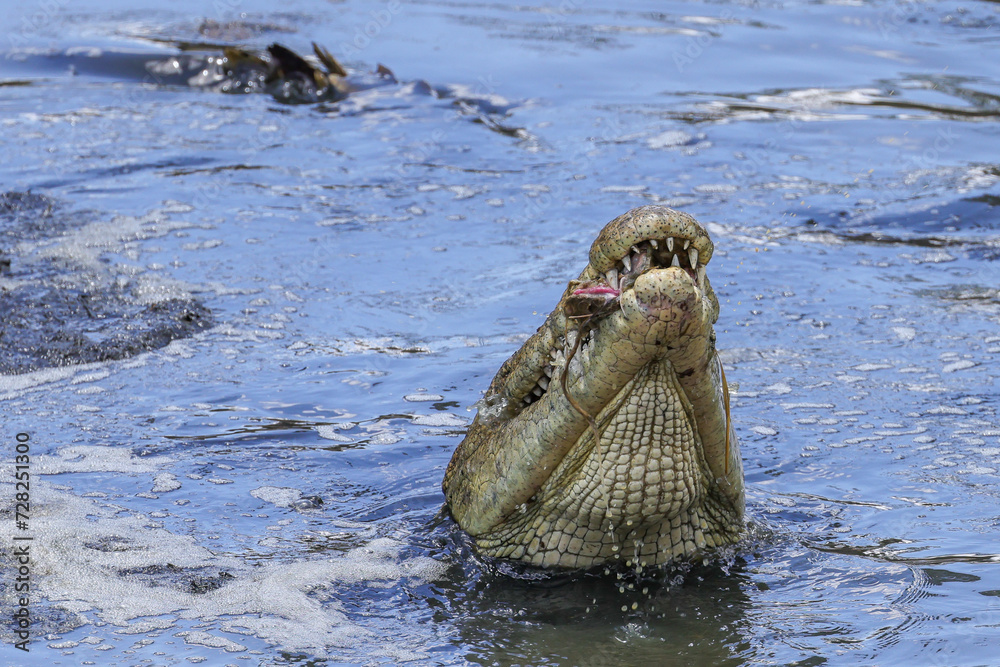 portrait image of a eating crocodile in Mara river portrait image of a eating crocodile in Mara river