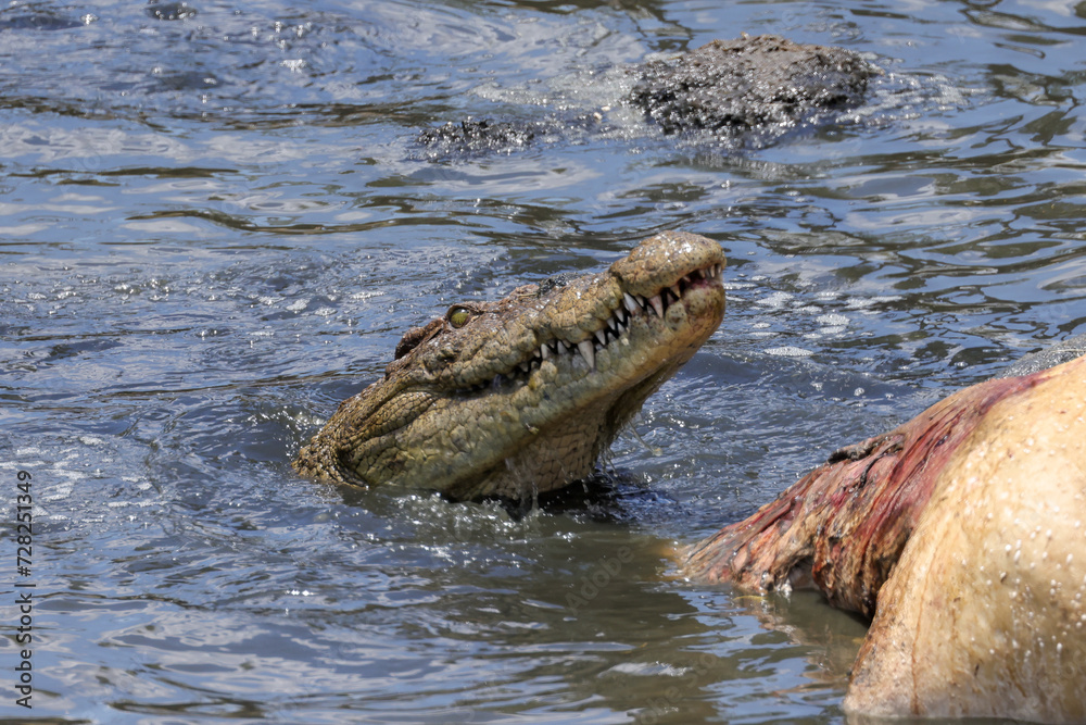 Naklejka premium a large crocodile rips the flesh out of a dead hippopotamus in the Mara River