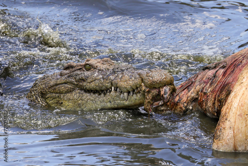 a crocodile tears out meat of a dead hippo in the Mara river