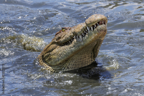 portrait image of a crocodile head