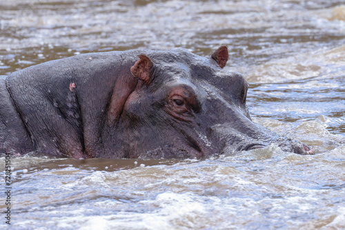 one single hippo in the waters of Mara river