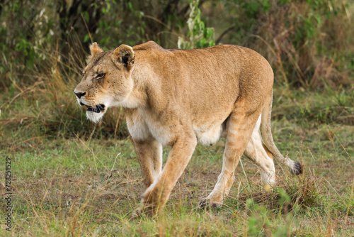 a lioness in the savannah of Maasai Mara NP