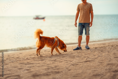 Dog playing on the beach. dog, pet, family concept.