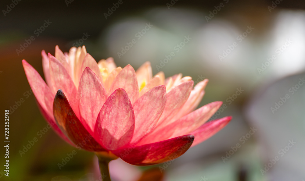 Pink lotus water lily flower in pond, waterlily with green leaves blooming Pink lotus water lily flower in pond, waterlily with green leaves blooming
