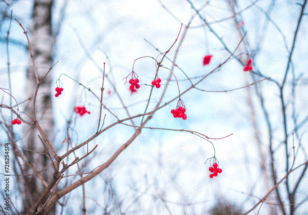 Red viburnum berries on a branch in winter Red viburnum berries on a branch in winter