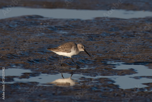 Dunlin (Calidris alpina), a small wader, observed at Akshi Beach in Alibag, Maharashtra, India photo