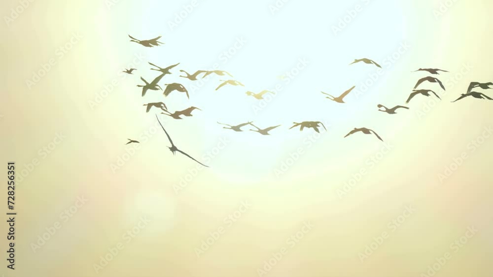 Swans in Flight in Blue Sky. Migratory birds fly in 4K slow motion. Wildlife background.