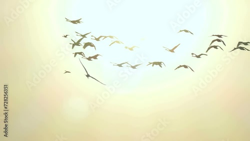 Swans in Flight in Blue Sky. Migratory birds fly in 4K slow motion. Wildlife background.