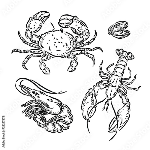 vector illustration sketch of crab, shrimp, lopster and clam