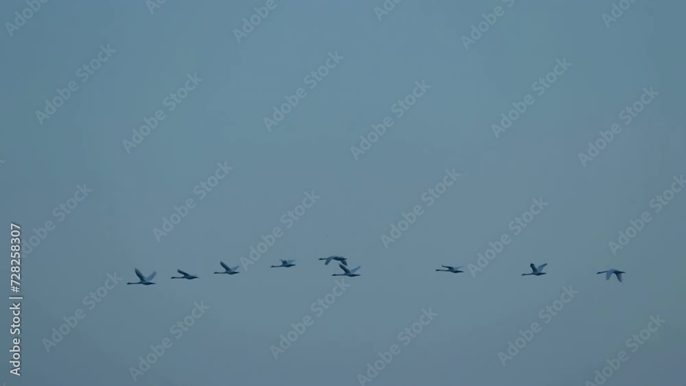 Swans in Flight in Blue Sky. Migratory birds fly in 4K slow motion. Wildlife background. Swans in Flight in Blue Sky. Migratory birds fly in 4K slow motion. Wildlife background.