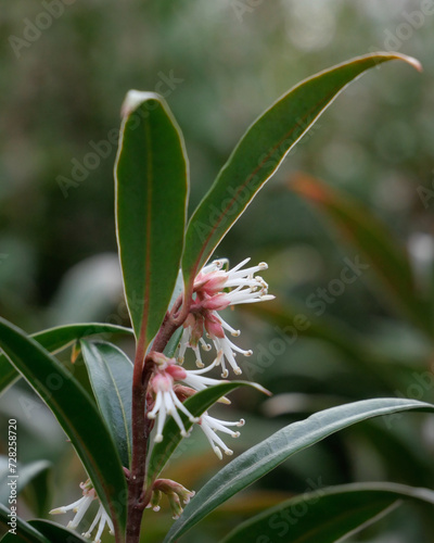 Closeup of flowers and leaves of of Sarcococca hookeriana 'Purple Stem' in a garden in late winter photo