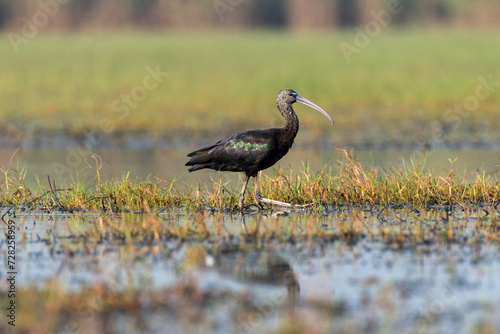 Close up of Glossy Ibis bird in the swamp photo