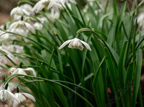 Clump of of Galanthus 'Lady Beatrix Stanley' in a garden in late winter photo