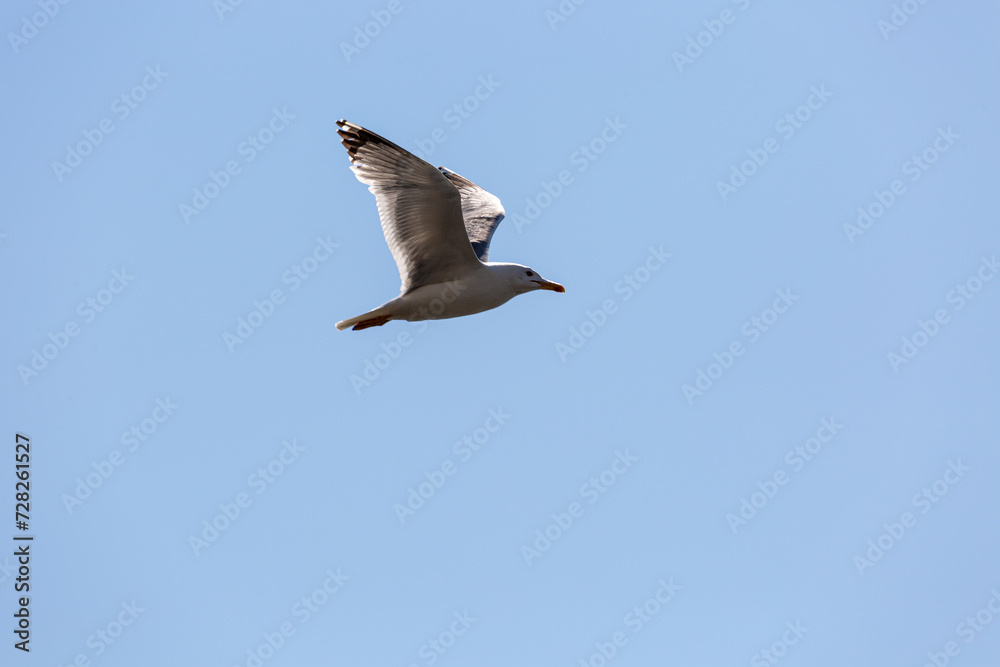 Seagull in fly on empty blue sky